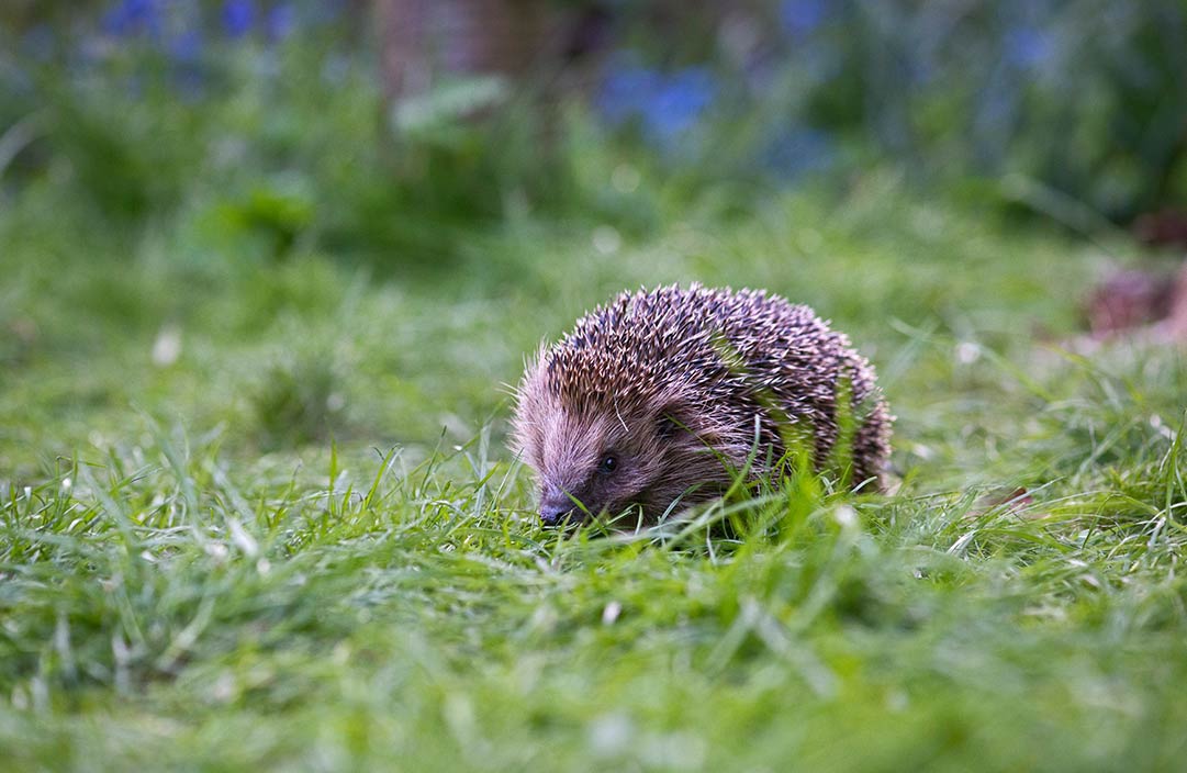 Hedgehog in garden