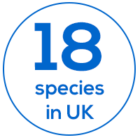 18 bat species in the UK
