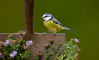 Feeding garden birds all year round