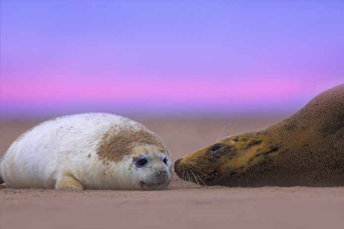 Seals on an RSPB reserve