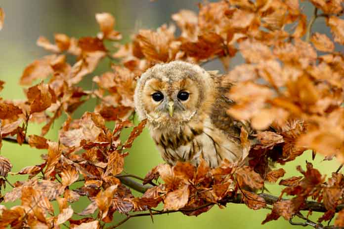 Owl on RSPB reserve