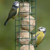 Super suet fat balls - original product photo