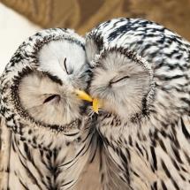 Ural owls greeting card product photo