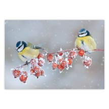 Festive friends blue tits Christmas cards - pack of 10 product photo