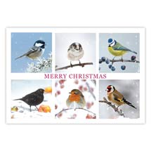 Festive tails Christmas cards - pack of 10 product photo