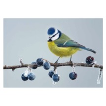 Frosted berries RSPB charity Christmas cards - 10 pack product photo