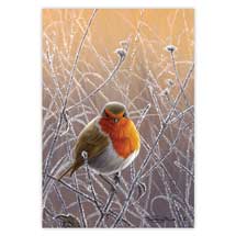 Frosty morn robin Christmas cards - pack of 10 product photo