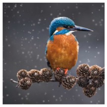 Glorious kingfisher RSPB charity Christmas cards - 10 pack product photo
