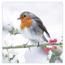 Holly perch robin Christmas cards - pack of 10 product photo