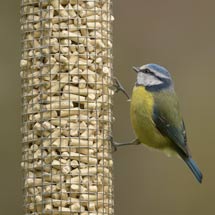 rspb calci worms