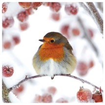 Jolly robin RSPB charity Christmas cards - 10 pack product photo