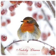 Jolly robin Welsh English RSPB charity Christmas cards - 10 pack product photo