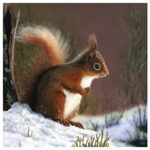 Little red RSPB charity Christmas cards - 10 pack product photo