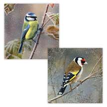 Restful perch blue tit and goldfinch Christmas cards - pack of 10 product photo