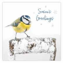 Season's greetings blue tit Christmas cards - pack of 10 product photo