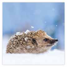 Snowy hedgehog Christmas cards - pack of 10 product photo