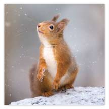 Snowy wonder red squirrel Christmas cards - pack of 10 product photo