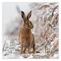 Winter hare Christmas cards - pack of 10 product photo