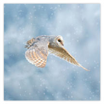 Winter's flight owl Christmas cards - pack of 10 product photo