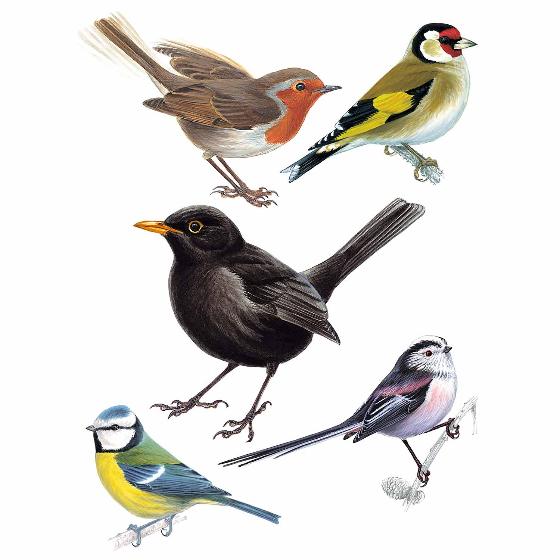 Garden birds window stickers - Bird safety & hygiene - save nature