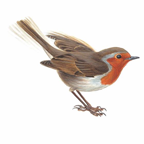 Garden birds window stickers product photo Side View -  - additional image 3 L