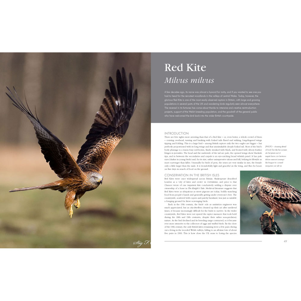 RSPB British Birds of Prey book - RSPB Shop