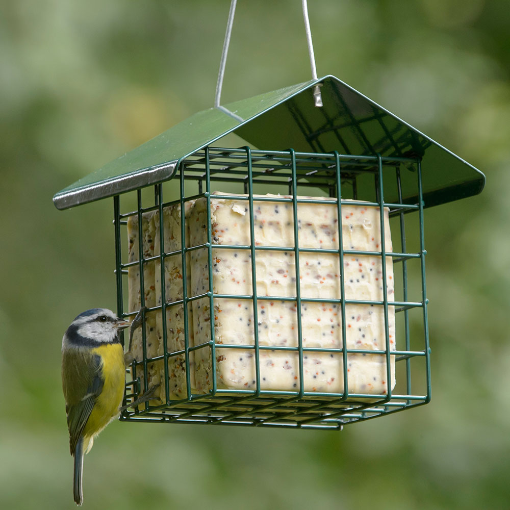 Suet Blocks, Cakes & Bars Made from Premium Suet RSPB Shop