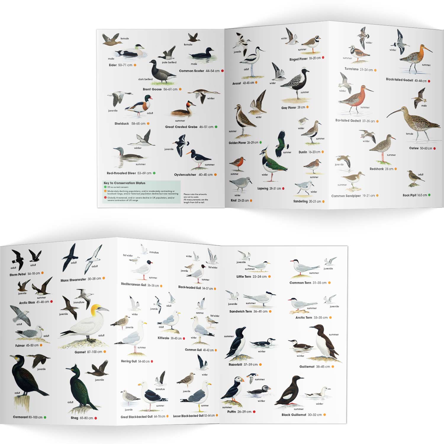 Coastal birds identifier chart RSPB ID Spotlight series RSPB Shop