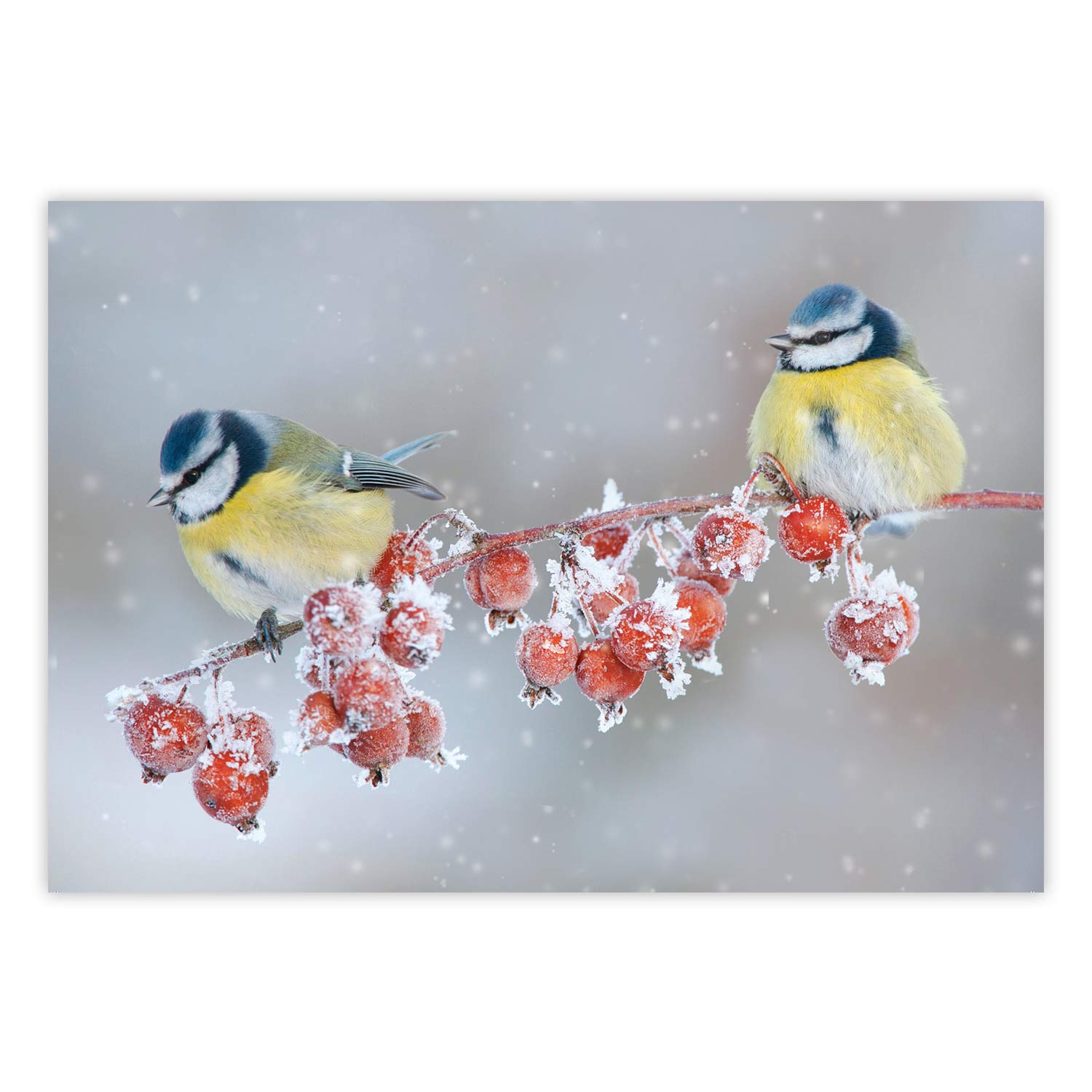 Charity Christmas Cards 2022, Fully Recyclable | RSPB Shop