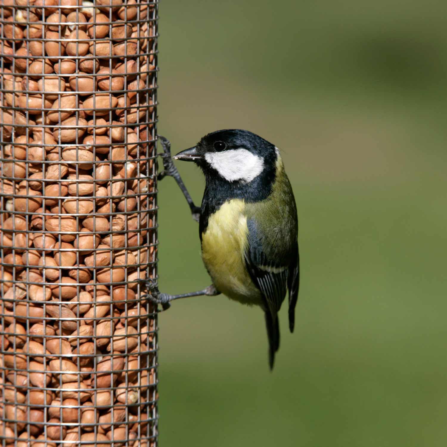 Bird Food Peanuts A Comprehensive Guide for Bird Enthusiasts