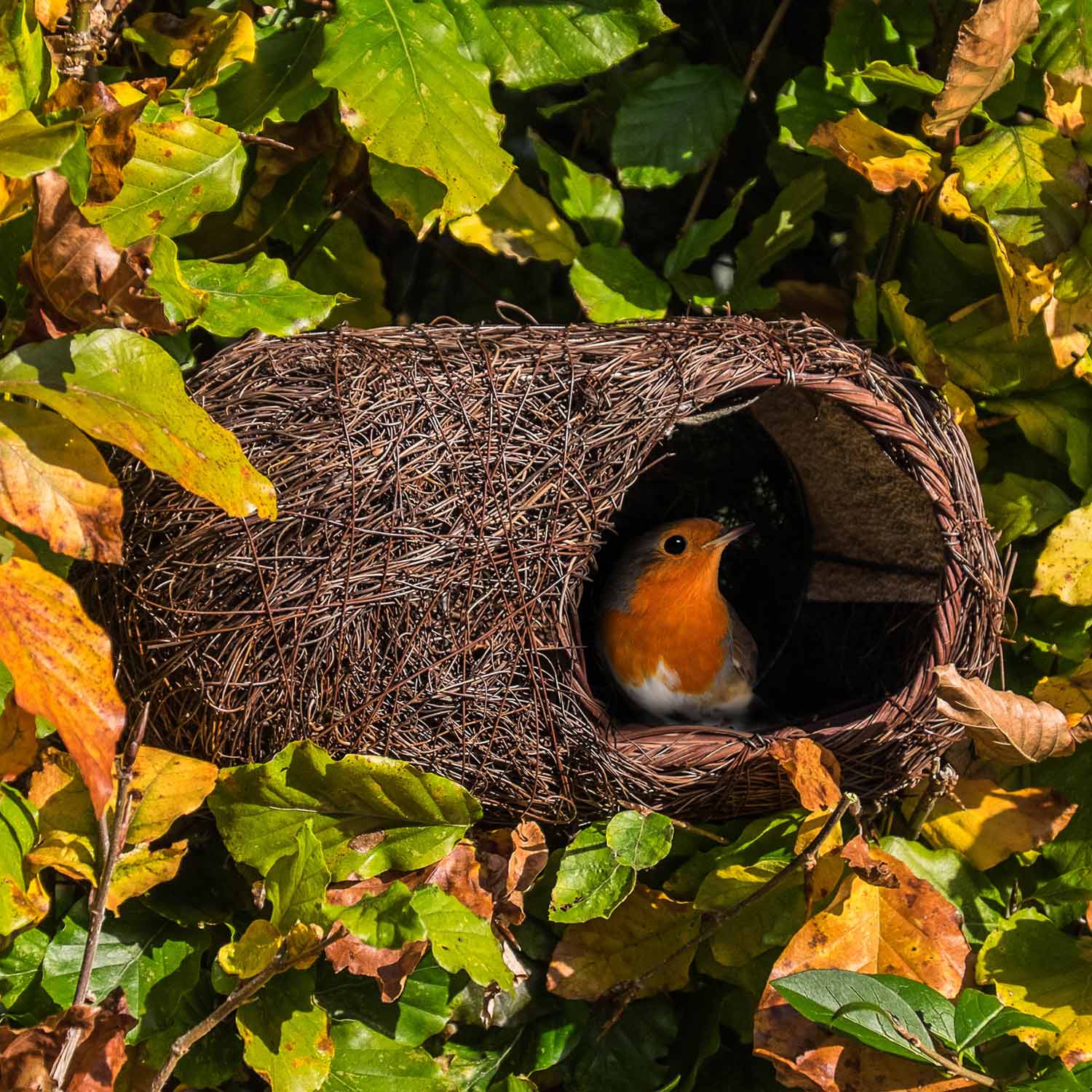 Wooden Bird Houses & Nest Boxes - RSPB Shop