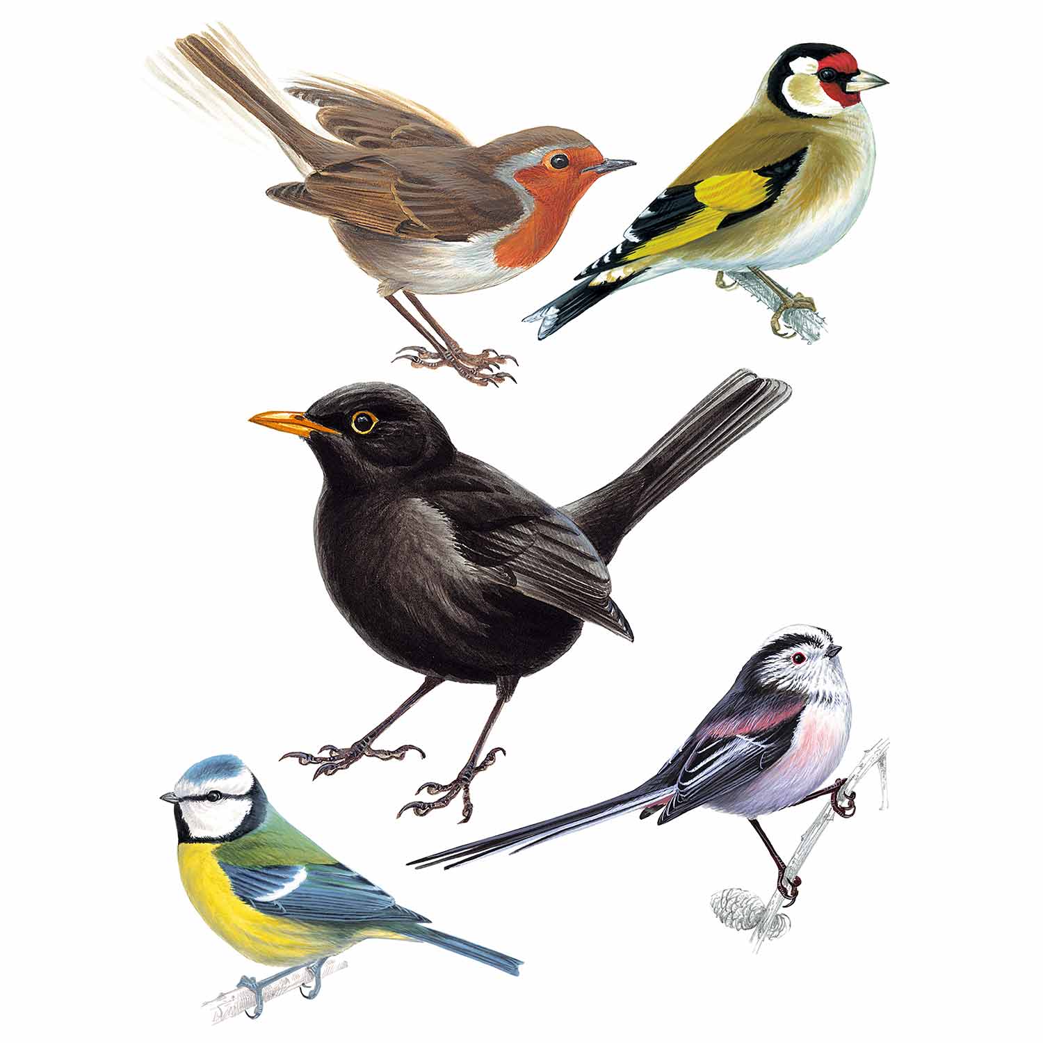Bird Window Stickers Swifts & Swallows RSPB Shop