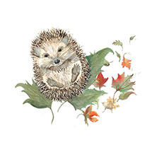 Mr Prickles Hedgehog card product photo