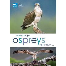 RSPB Spotlight ospreys product photo