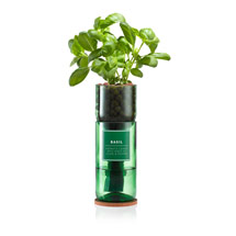 Basil Hydro-herb kit product photo
