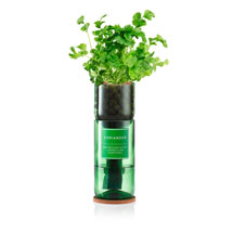 Coriander Hydro-herb kit product photo