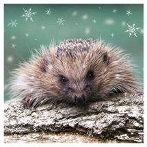Little hedgehog RSPB charity Christmas cards - 10 pack product photo