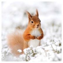 Snowy mischief RSPB charity Christmas cards - 10 pack product photo