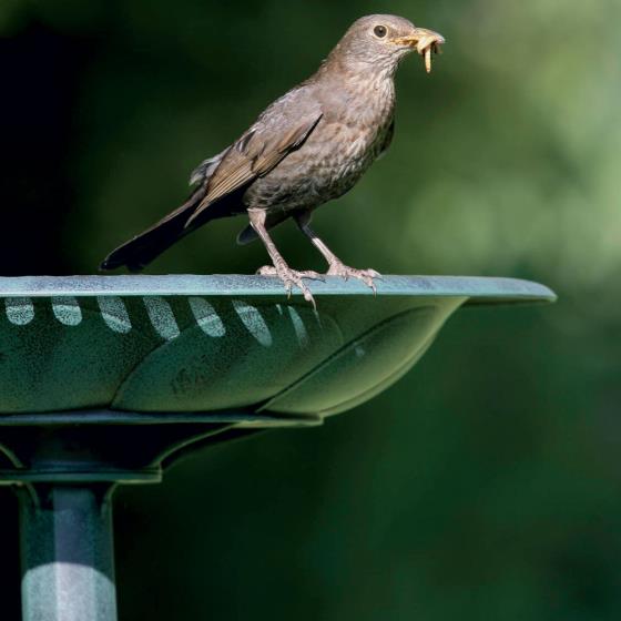 RSPB Bird bath product photo Front View - additional image 1 L