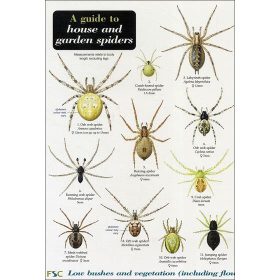 A guide to house and garden spiders chart product photo Default L