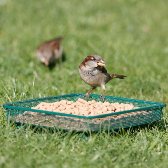 Mesh Ground Feeder Wild Bird Feeding Tables Rspb Shop