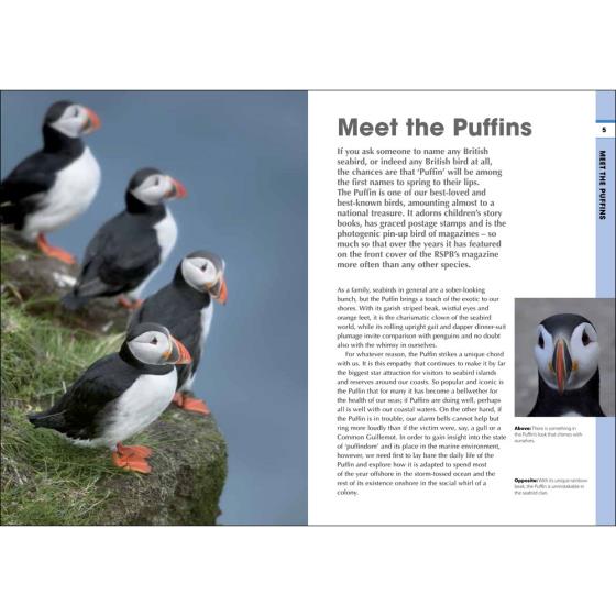 RSPB Spotlight Puffins product photo Front View - additional image 1 L