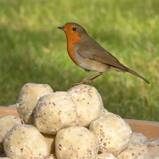 Dual suet feeder starter pack with fat balls & cakes product photo Back View -  - additional image 2 L
