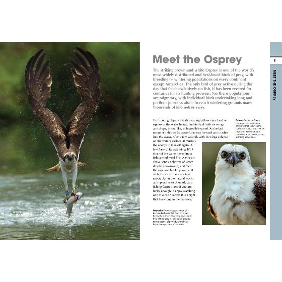 RSPB Spotlight ospreys product photo Front View - additional image 1 L