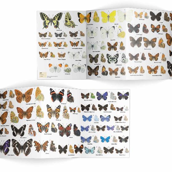 Butterflies identifier chart - RSPB ID Spotlight series product photo Side View -  - additional image 3 L