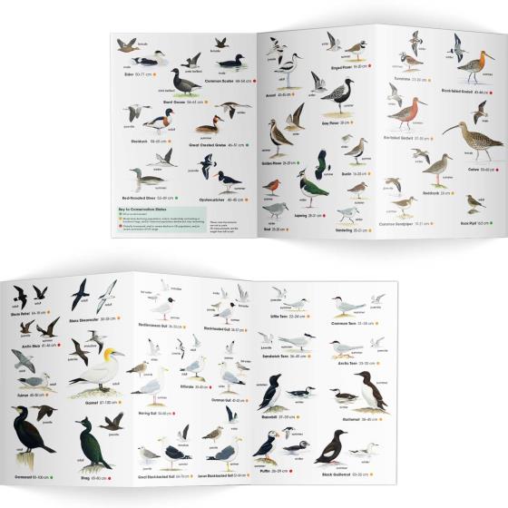Coastal birds identifier chart - RSPB ID Spotlight series product photo Side View -  - additional image 3 L