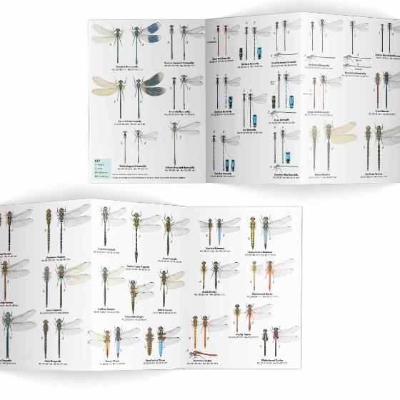 Dragonflies and damselflies identifier chart - RSPB ID Spotlight series product photo Side View -  - additional image 3 L