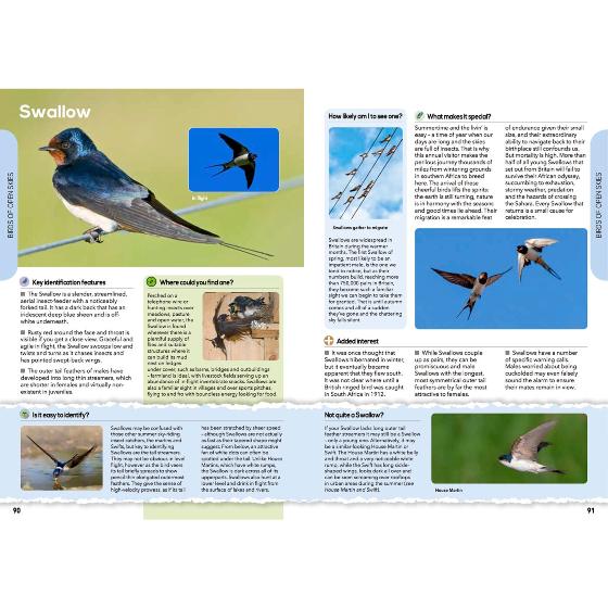 RSPB The everyday guide to British birds product photo Back View -  - additional image 2 L