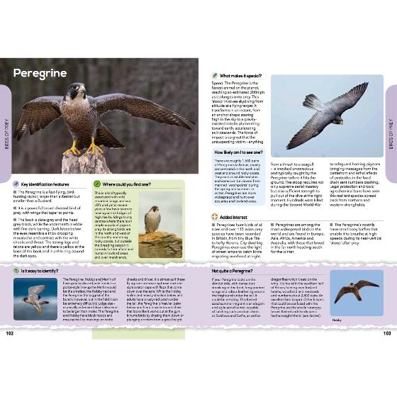 RSPB The everyday guide to British birds product photo Side View -  - additional image 3 L