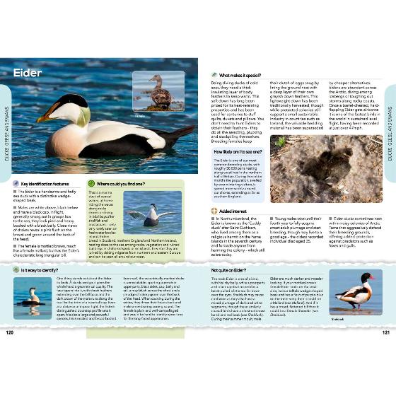 RSPB The everyday guide to British birds product photo additional image 4 L